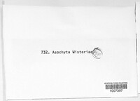 Ascochyta wisteriae image